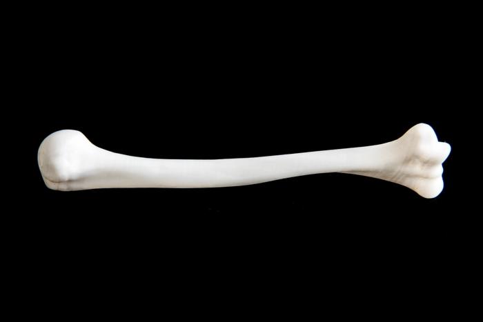 Model kości ramiennej, wydrukowany w technologii addytywnej, na czarnym tle. Prezentacja możliwości precyzyjnego odwzorowania kształtów.