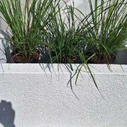 Kwadratowa, biała donica z szorstką fakturą, w kt&oacute;rej rosną trzy kępy trawy ozdobnej, rzucająca cień na podłoże.