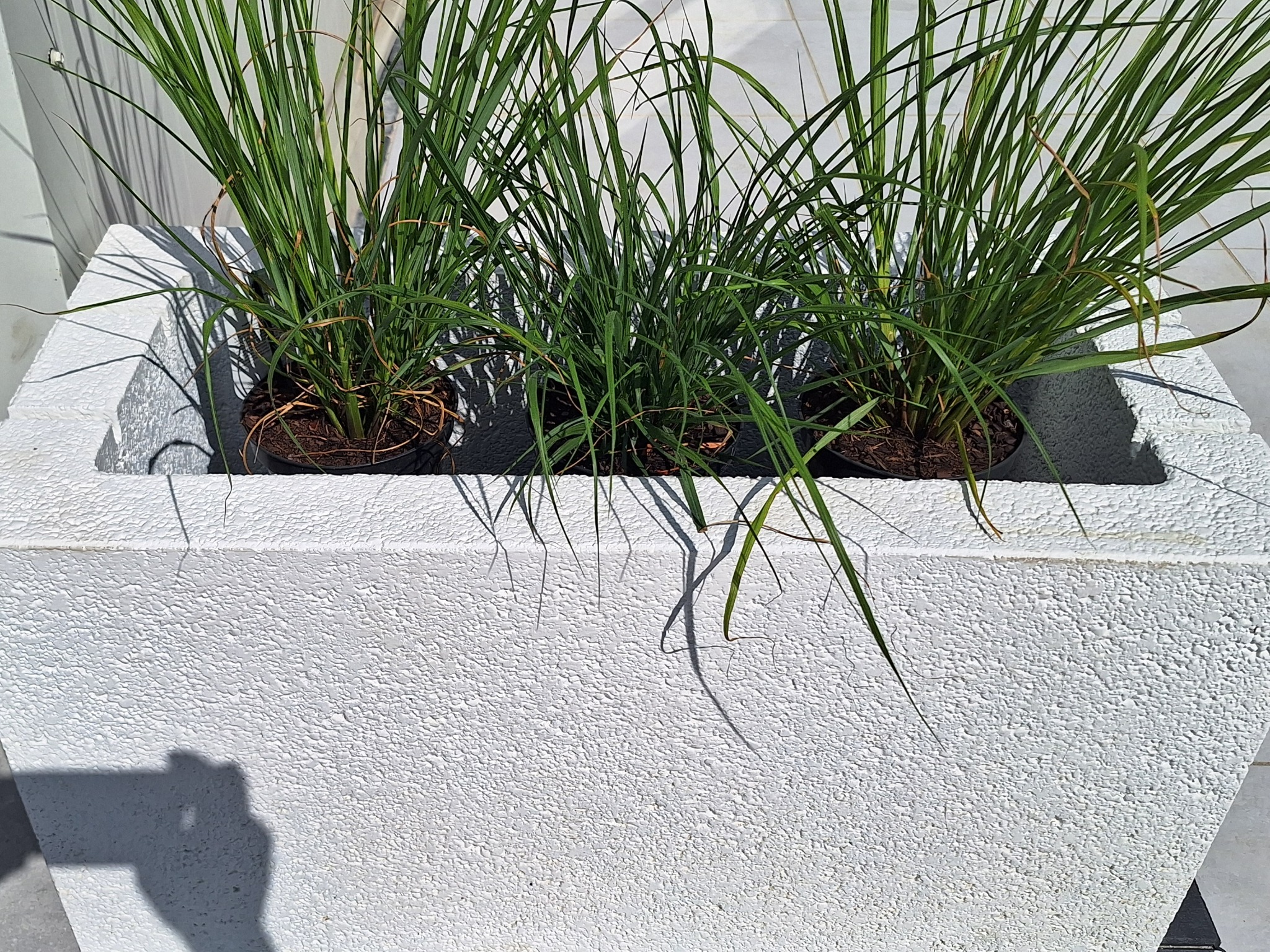 Kwadratowa, biała donica z szorstką fakturą, w której rosną trzy kępy trawy ozdobnej, rzucająca cień na podłoże.