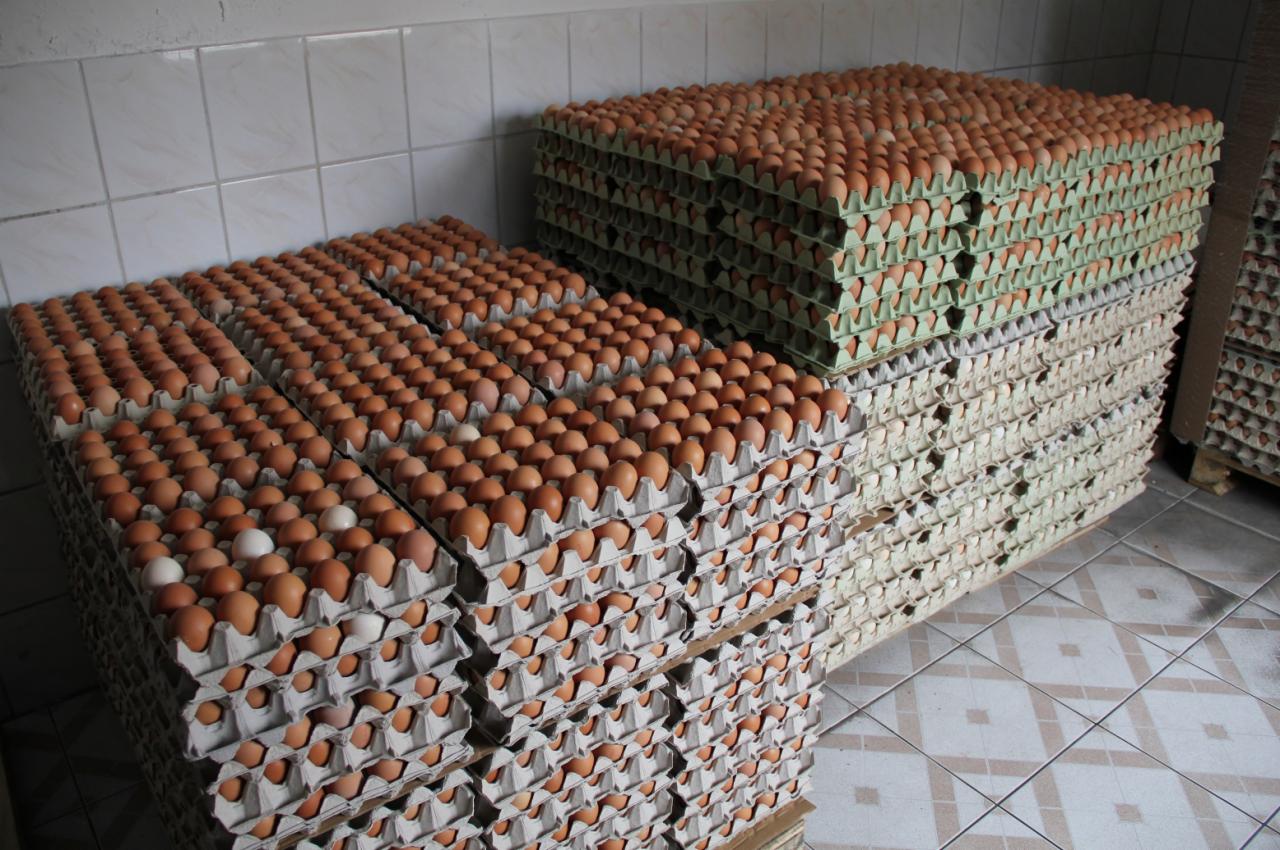 Stosy wytłaczanek z brązowymi i kilkoma białymi jajami ułożone na paletach w magazynie z kafelkowymi ścianami i podłogą.