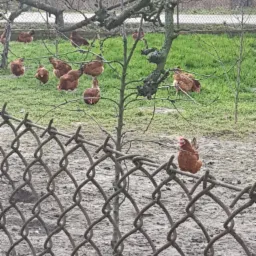 Kury rasy Rhode Island Red na wybiegu za siatką ogrodzeniową, część z nich siedzi na gałęziach drzewa, widoczne błotniste podłoże i trawa.
