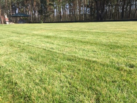 Rozległy, równo przystrzyżony trawnik w słoneczny dzień, z widocznym zadaszeniem w tle i obrzeżem z drzew.