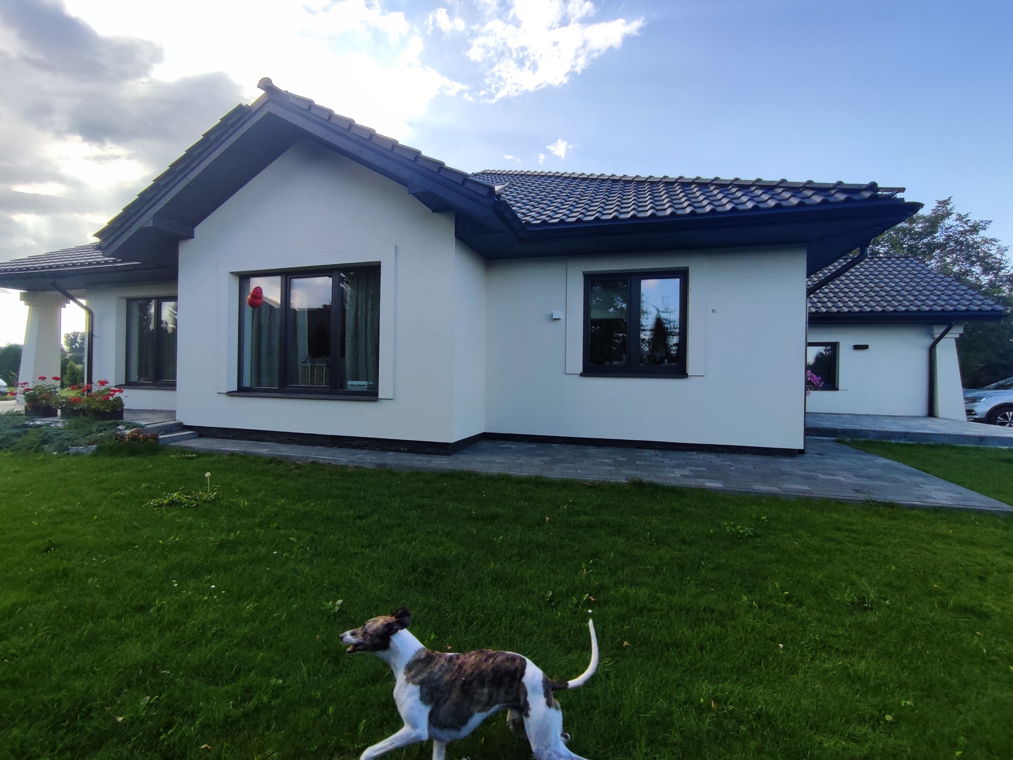 Parterowy dom z białymi ścianami i ciemną dachówką, z psem rasy chart biegnącym po trawniku.