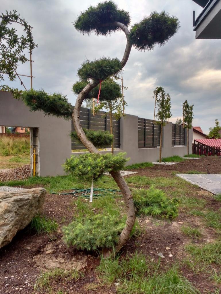 Uformowany iglak w ogrodzie, widoczny fragment szarego ogrodzenia panelowego i trawnik z młodymi drzewkami.