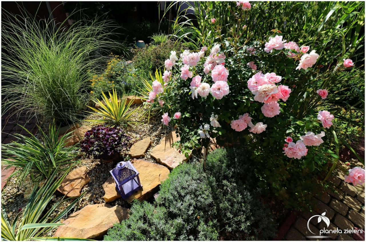 Kwitnący krzew różowy róż, ozdobne trawy i kamienie w ogrodzie, z dekoracyjną, ażurową latarenką