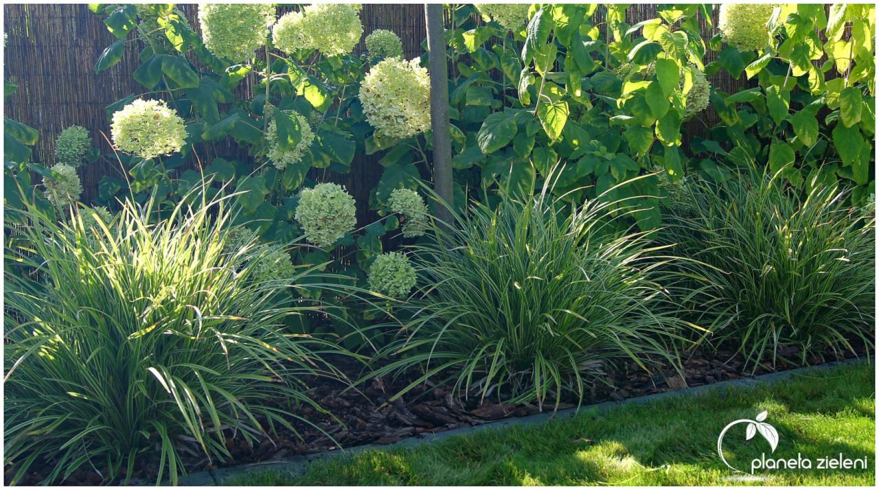 Kępy zielonej trawy ozdobnej z białymi paskami, hydrangee 'Annabelle' w tle, kora i obrzeże trawnikowe w słonecznym ogrodzie.