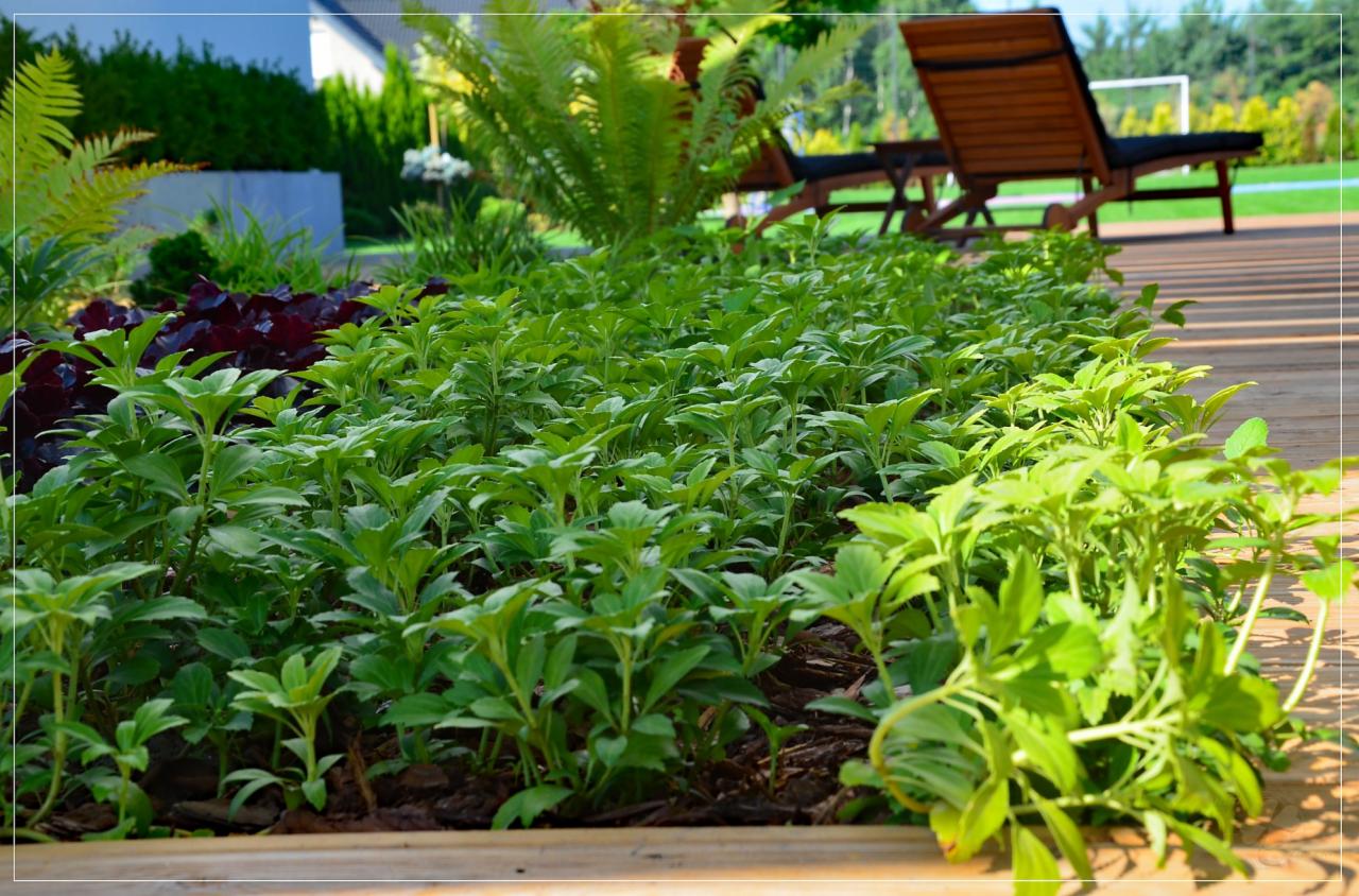 Gęsta rabata z zielonych roślin okrywowych na tle drewnianego tarasu z leżakami, paproci i trawnika z bramką piłkarską.