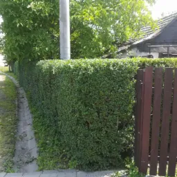 Równy, zielony żywopłot z brązowym drewnianym płotem w tle, widok z poziomu ulicy z betonowym korytkiem odwadniającym.