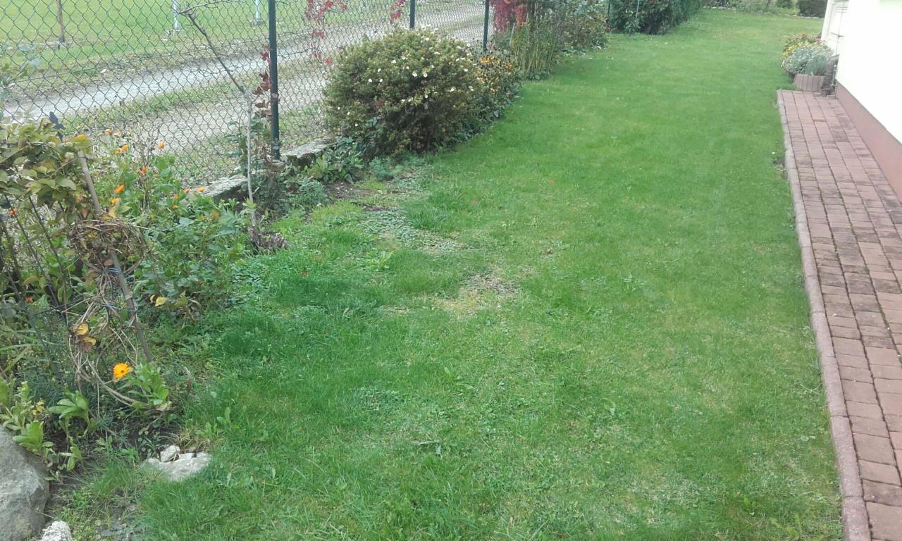 Widok z góry na trawnik z nierównomiernie skoszoną trawą, obok ogrodzenia z siatki i rabatki z kwiatami oraz krzewami.