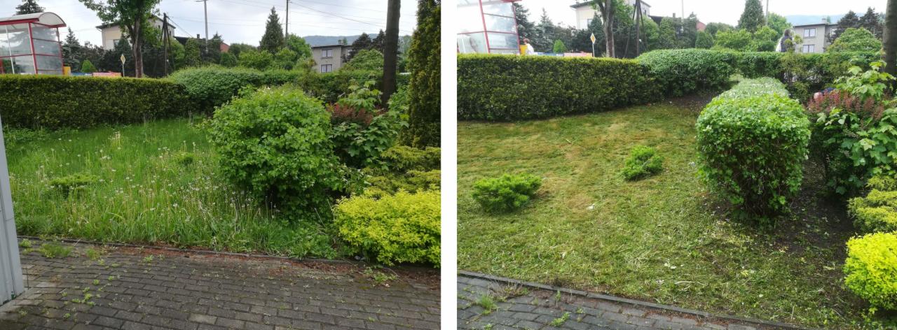 Porównanie stanu trawnika przed i po koszeniu: zarośnięta trawa z mleczami po lewej, krótko przystrzyżona trawa po prawej.