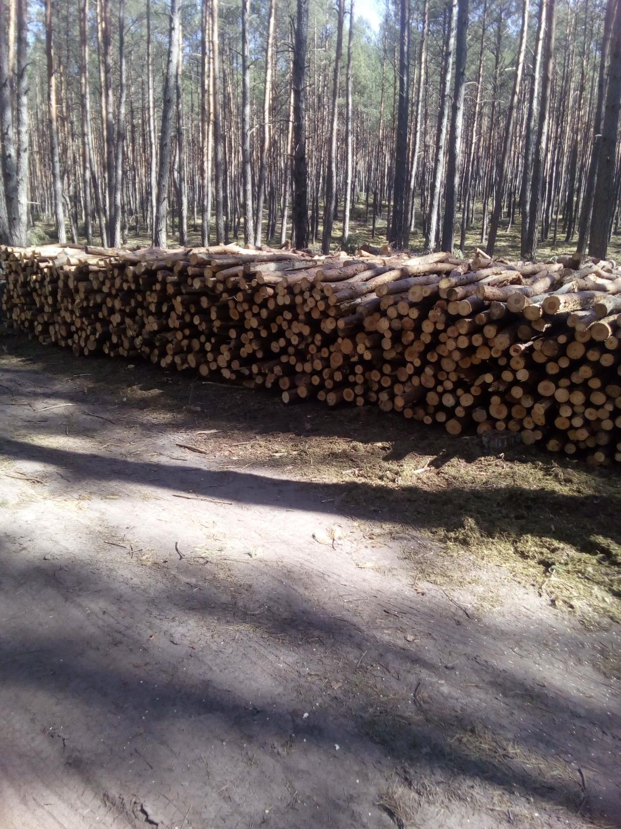 Stos pni drzew ułożonych wzdłuż leśnej drogi, widoczne ślady opon i wysokie drzewa w tle.