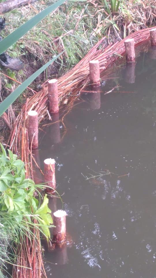 Brzeg stawu wzmocniony plecionką z gałęzi, wspartą na drewnianych palikach wystających z wody.