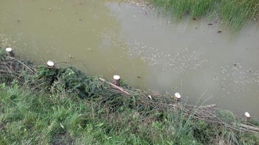 Brzeg stawu zabezpieczony przed erozją za pomocą palików i gałęzi drzew iglastych, widoczne ślady cięcia piłą na palikach, w tle zarośnięty brzeg.