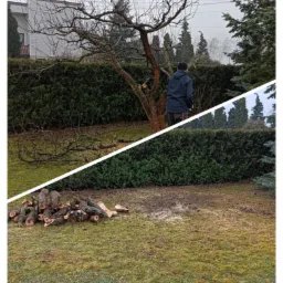 Dzielone zdjęcie: na górze ogrodnik przycina gałęzie drzewa na tle zielonego żywopłotu i domu, na dole ścięte gałęzie leżą na trawniku porośniętym mchem.