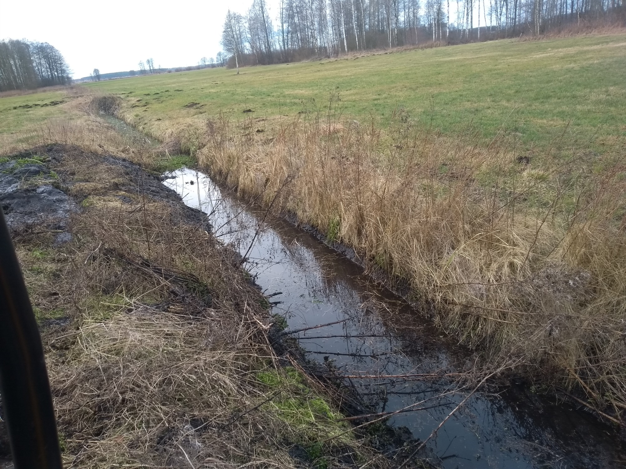 Niewielki ciek wodny, prawdopodobnie rów melioracyjny, zarośnięty suchą trawą i krzewami, z mulistymi brzegami, na tle zielonego pola i drzew bez liści.