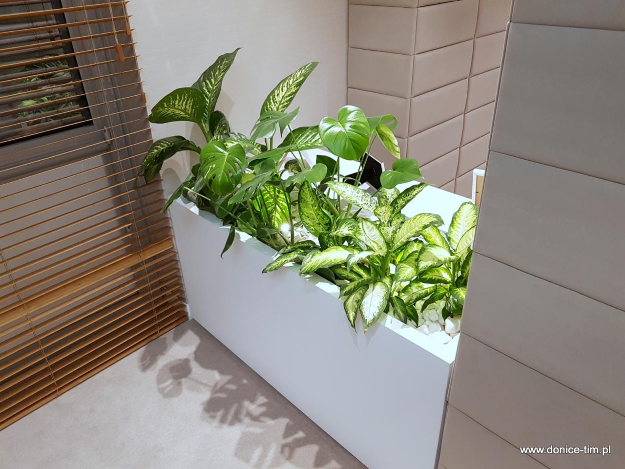 Biała, prostokątna donica z różnorodnymi zielonymi roślinami w jasnym wnętrzu z drewnianymi żaluzjami i beżowymi płytkami na ścianie.