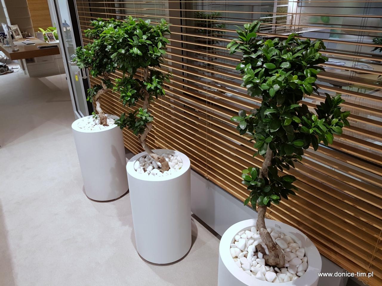 Trzy drzewka bonsai w cylindrycznych, białych donicach wypełnionych białymi kamykami, ustawione w rzędzie na tle drewnianych żaluzji w nowoczesnym biurze.