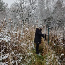 Osoba w zimowym ubraniu ustawia pionowo tyczkę geodezyjną z odbiornikiem GPS w zaroślach pokrytych śniegiem, przy ogrodzeniu z siatki.