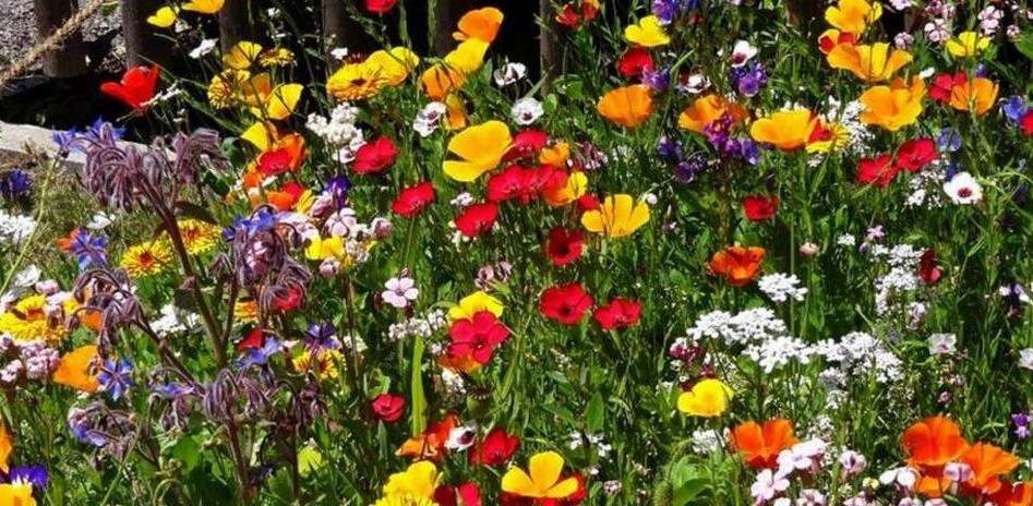 Kolorowa łąka z makami, nagietkami i ogórecznikiem lekarskim w pełnym rozkwicie, widok z bliska, oświetlone słońcem.