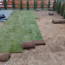 Układanie trawy z rolki na przygotowanym podłożu, widoczne fragmenty ułożonej trawy, rolki trawy i drewniane ogrodzenie z tujami w tle.