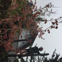 Pracownik w hełmie przycina gałęzie drzewa z czerwonymi liśćmi na tle domu z oknem. Praca na wysokościach, widok z dołu.