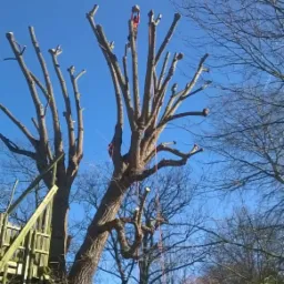 Arborysta w uprzęży, na szczycie ogłowionego drzewa podczas słonecznego dnia, z linami do asekuracji i opuszczania gałęzi, widoczne pozostałości gałęzi i błękitne niebo w tle.