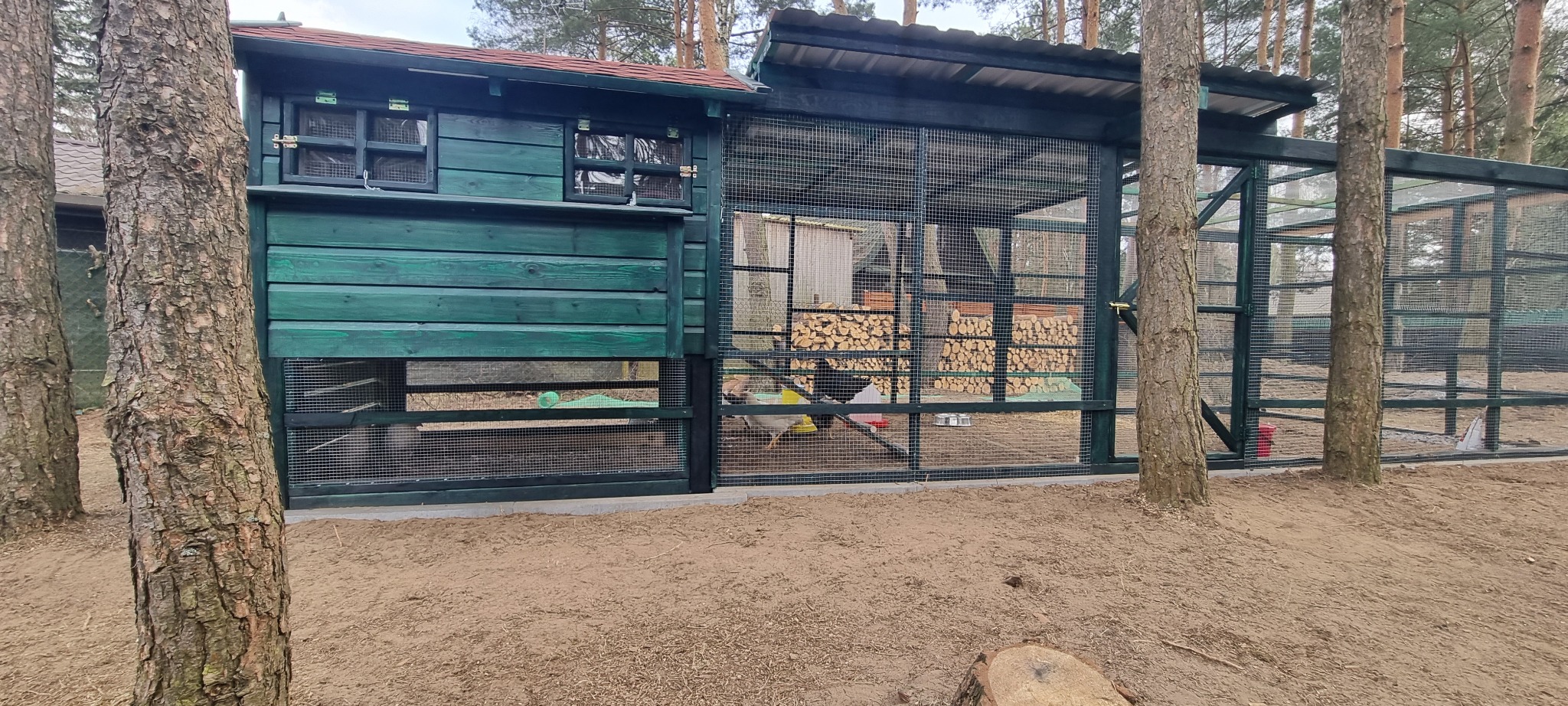 Duży, zielony kurnik z wybiegiem siatkowym, częściowo zadaszony, z zapasem drewna wewnątrz, otoczony drzewami.
