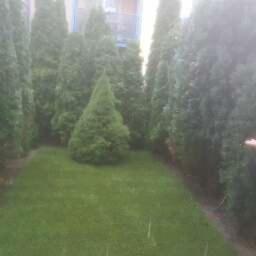 Krokuss.pl - Ogród z równo przystrzyżonym trawnikiem i formowanymi w stożki tujami wzdłuż ogrodzenia.