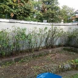 Rząd krzewów po formującym cięciu, widoczne świeżo obcięte gałązki, betonowe obrzeże rabaty, szary mur w tle, pochmurny dzień.