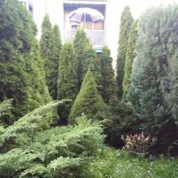 Gęsty żywopłot z różnych gatunków iglaków, w tle balkon z parasolem.