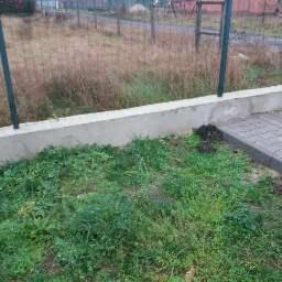 Nieduży fragment trawnika z nierównomiernie rosnącą trawą, przylegający do betonowego murku i chodnika z szarej kostki brukowej; w tle siatka ogrodzeniowa i teren z uschniętą trawą.