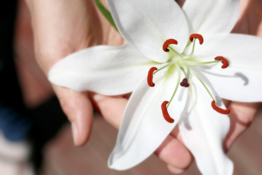 Otwarta dłoń trzymająca białą lilię z wyraźnie widocznymi czerwonymi pręcikami i zielonym pąkiem, w tle fragment ubrania.