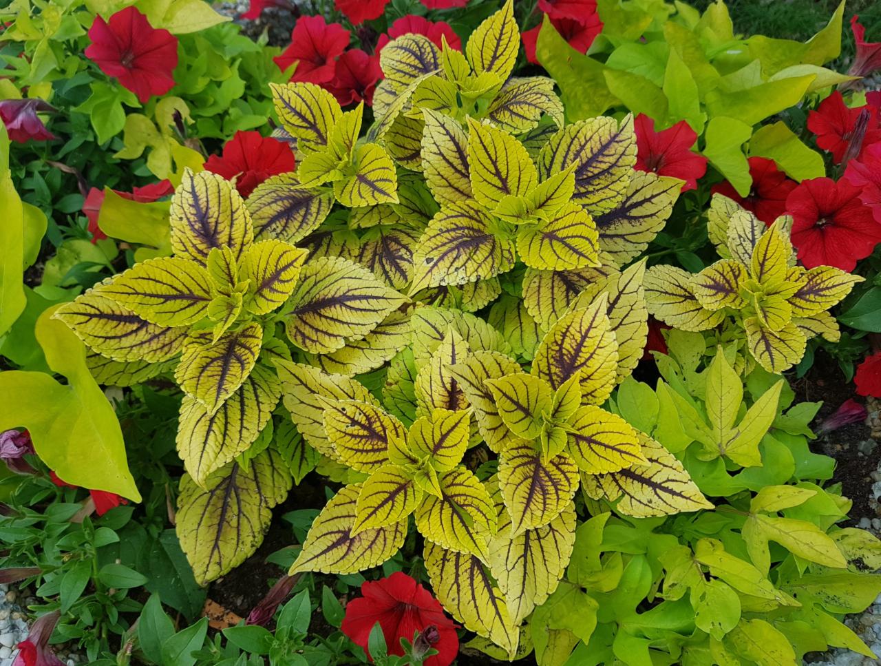 Kompozycja rabatowa z koleusa o żółto-brązowych liściach i czerwonych petunii, widok z góry.