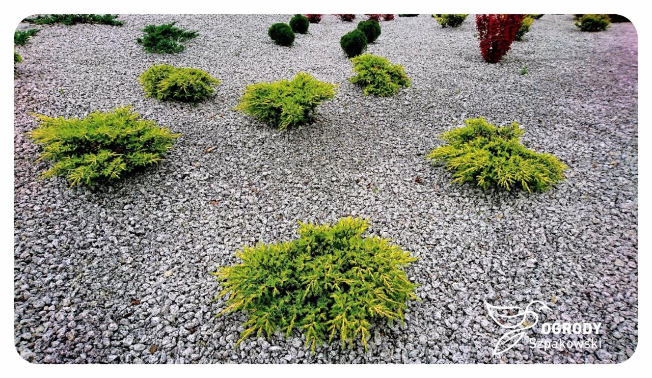 Żwirowe podłoże z nasadzeniami niskich, kulistych krzewów iglastych, w tle okrągłe krzewy i pojedynczy czerwony krzew, widoczne logo firmy w prawym dolnym rogu.