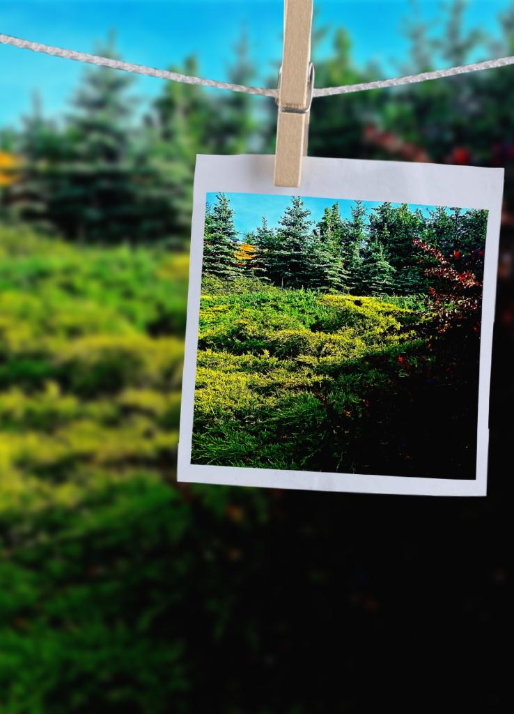 Zdjęcie krajobrazu z drzewami iglastymi i zielenią, przypięte klamerką do sznurka na tle ogrodu.