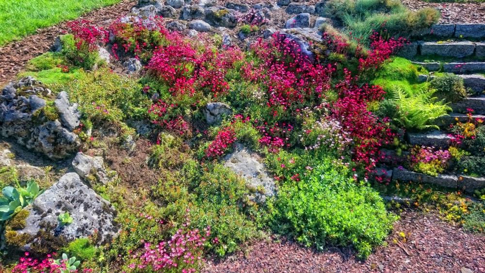 Ogród skalny z kaskadą różowych kwiatów płożących się po kamieniach i schodach, zróżnicowana roślinność, widoczne kamienne stopnie i ściółka z kory.