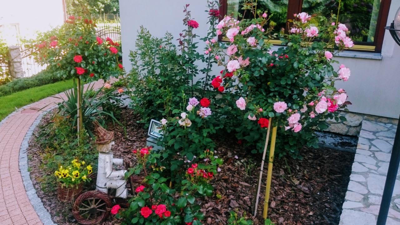 Kwitnące róże w odcieniach różu i czerwieni w ogrodzie, z dekoracyjnym wózkiem z wikliny i drewna oraz ścieżką z kostki brukowej w tle.