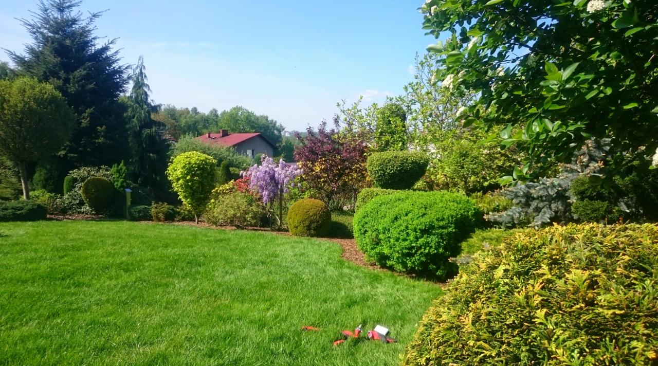 Starannie utrzymany ogród z równo przystrzyżonym trawnikiem, formowanymi krzewami i kwitnącą glicynią w tle, widoczne narzędzia ogrodnicze na trawie.