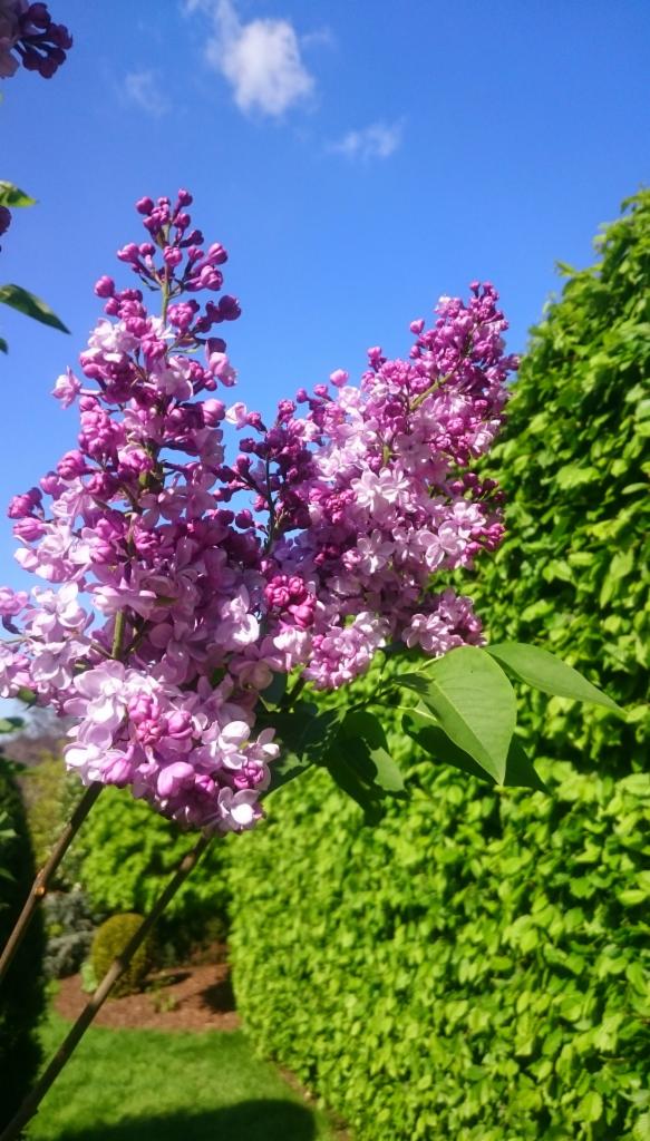 Kwitnący krzew bzu o fioletowo-różowych kwiatach na tle intensywnie zielonego, strzyżonego żywopłotu i błękitnego nieba.