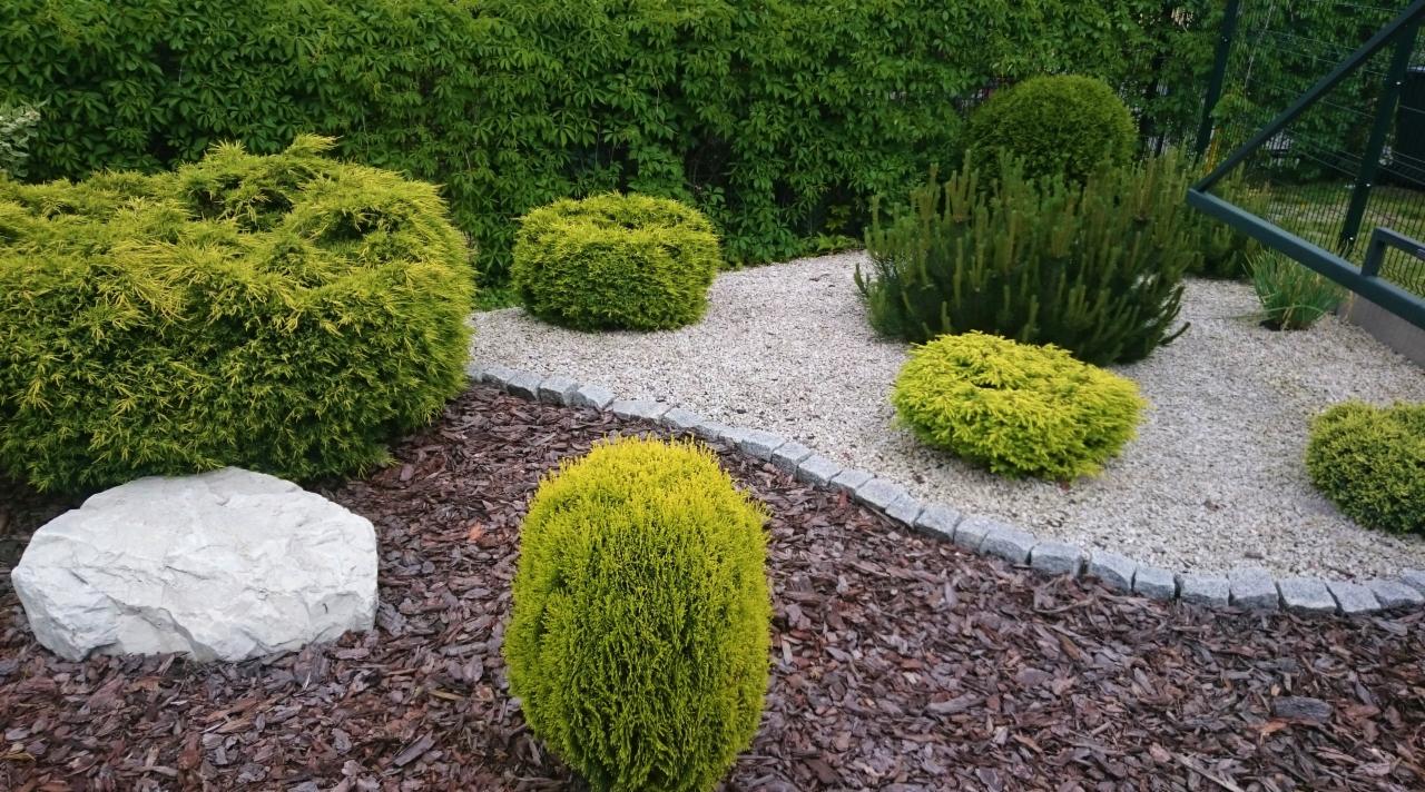 Ogród z kulistymi krzewami iglastymi i ozdobnym kamieniem na korze, oddzielony od strefy żwirowej kamienną obwódką.