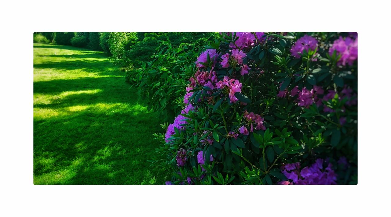 Równomiernie skoszony trawnik z cieniem drzew, graniczący z kwitnącym krzewem rododendrona o fioletowych kwiatach.