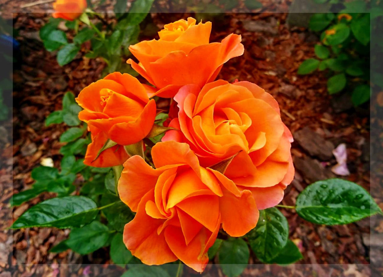 Bukiet pomarańczowych róż w ogrodzie, z widocznymi kroplami wody na liściach i korą drzewną w tle.