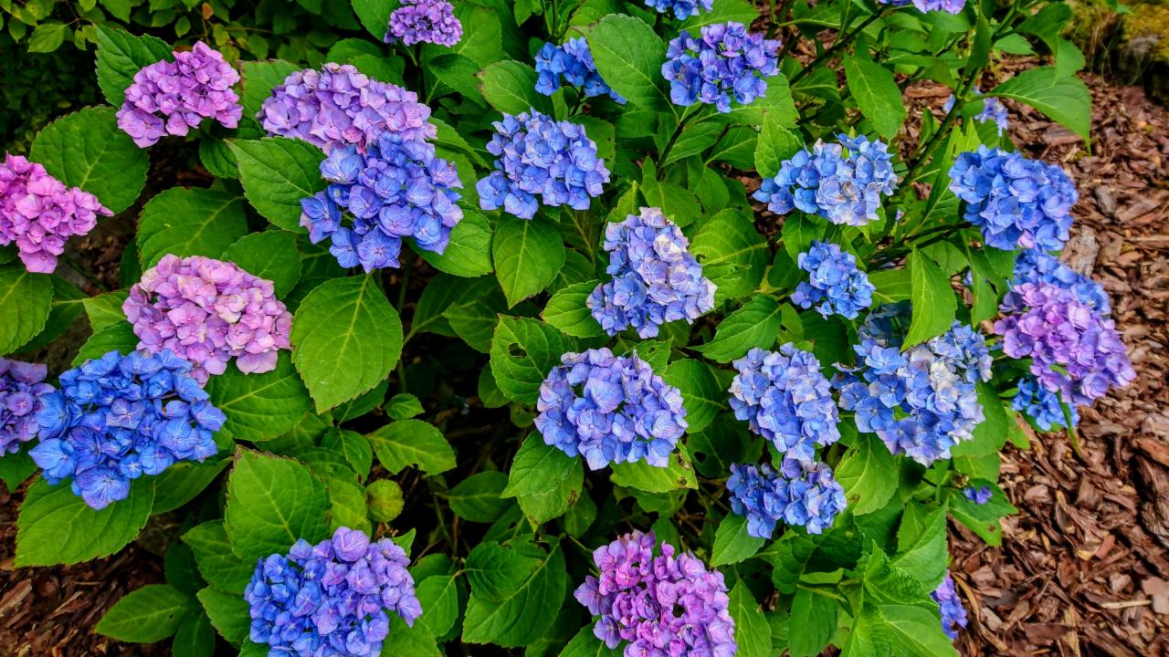 Kępa kwitnących hortensji w odcieniach fioletu i błękitu, otoczona zielonymi liśćmi, na tle kory drzewnej.