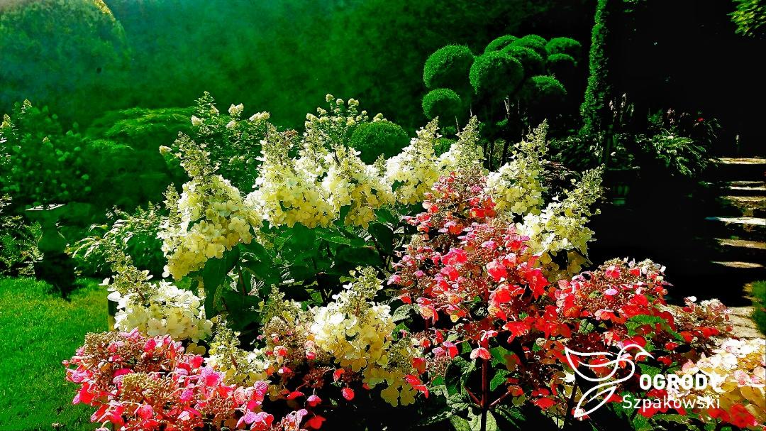 Kwitnące hortensje bukietowe w odcieniach bieli i różu w zadbanym ogrodzie z formowanymi krzewami i ścieżką kamienną, logo firmy ogrodniczej w prawym dolnym rogu.