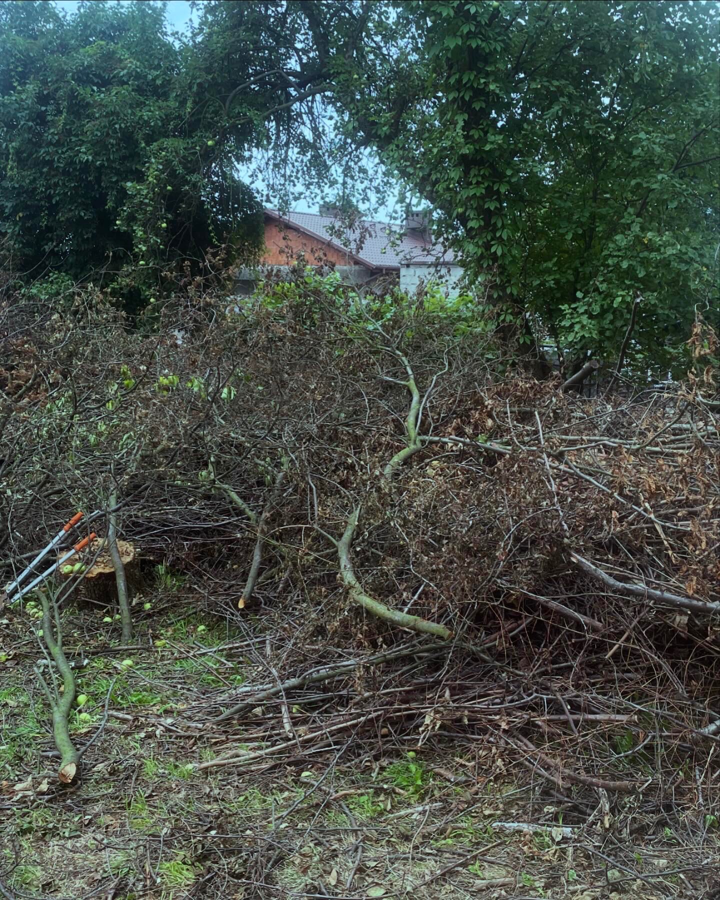 Stos gałęzi po wycince drzewa owocowego z leżącymi owocami na trawie oraz sekatorami obok pnia.