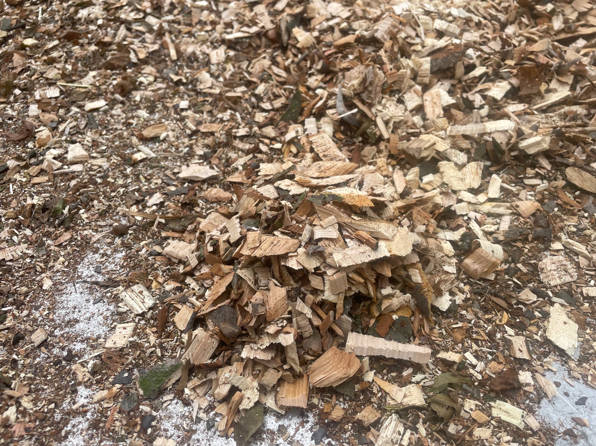 Kupa świeżych zrębków drzewnych z widocznymi śladami cięcia i drobnymi fragmentami kory.