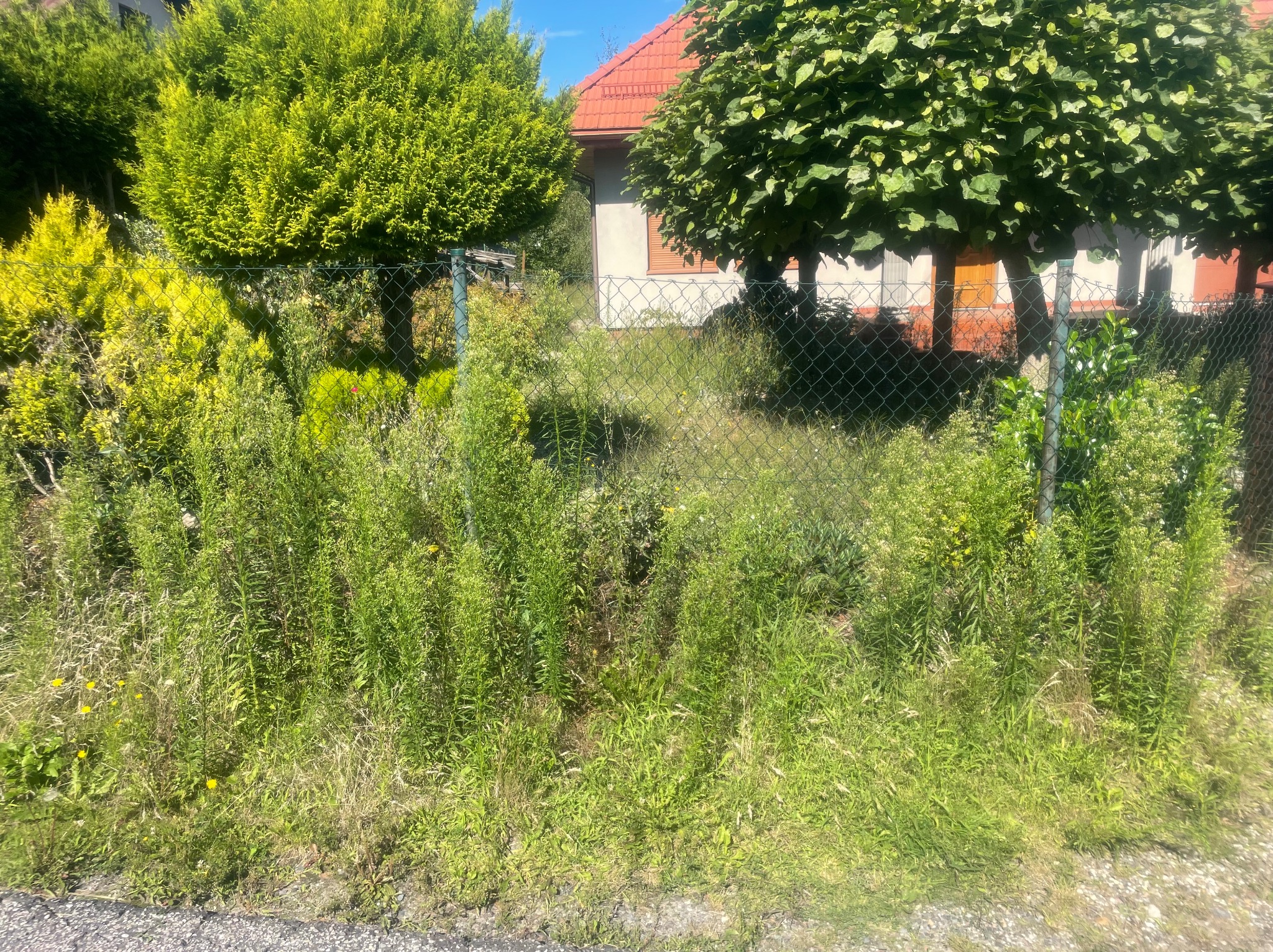 Zarośnięty ogród z widocznymi drzewami i krzewami za siatką ogrodzeniową, dom z czerwoną dachówką w tle. Wymaga pielęgnacji i uporządkowania.