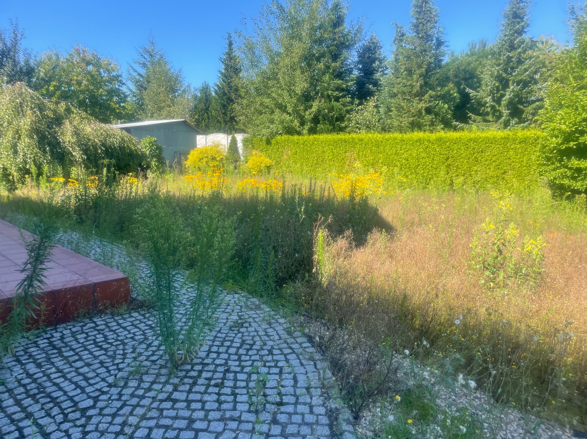 Zarośnięty ogród z kostką brukową i żółtymi kwiatami. W tle żywopłot i drzewa iglaste pod błękitnym niebem. Widoczny zaniedbany teren przed domem.