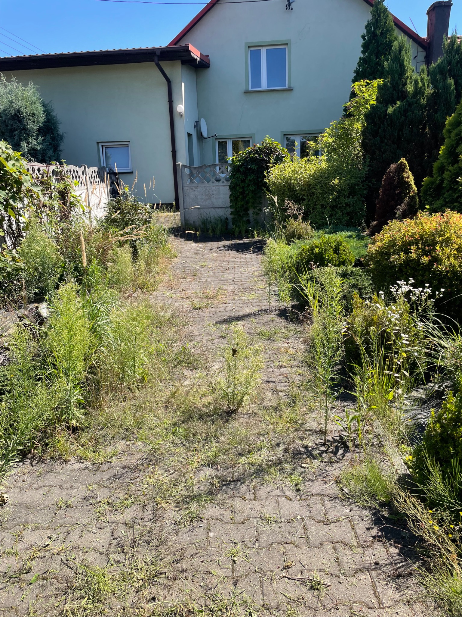 Zarośnięty chwastami chodnik z kostki prowadzący do domu z ogrodem, wymagający koszenia i pielęgnacji. Widoczne wysokie trawy i zaniedbane rabaty.