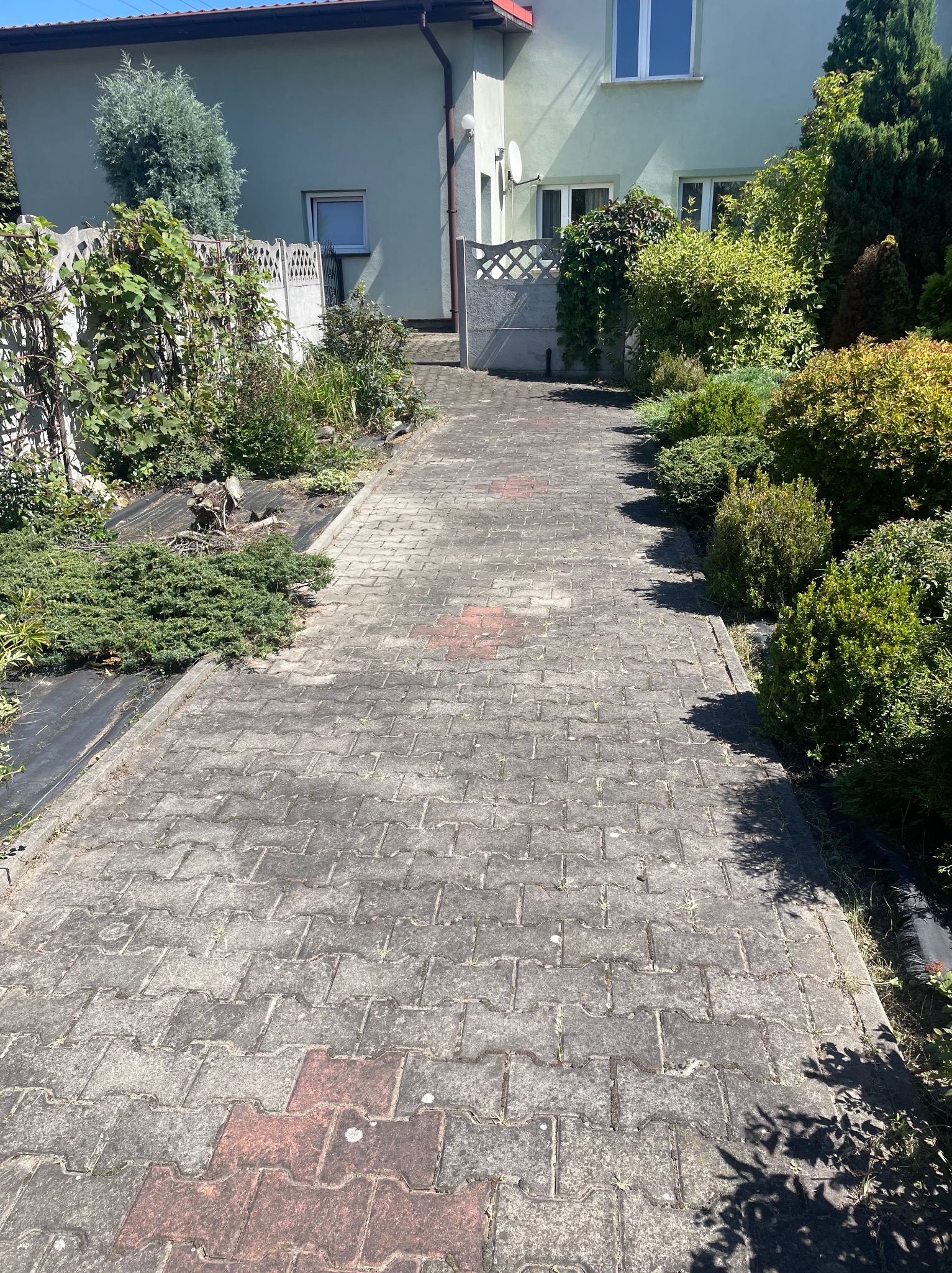 Ułożona kostka brukowa prowadząca do furtki, z widocznymi nasadzeniami po bokach i fragmentem domu w tle. Ciemna folia szkółkarska przy roślinach.